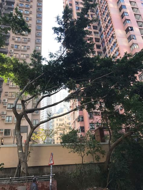 斬樹|在香港可以自己斬樹嗎？ 香港砍樹的注意事項